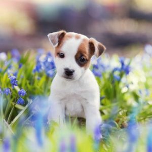 puppy_flowers_square_360x